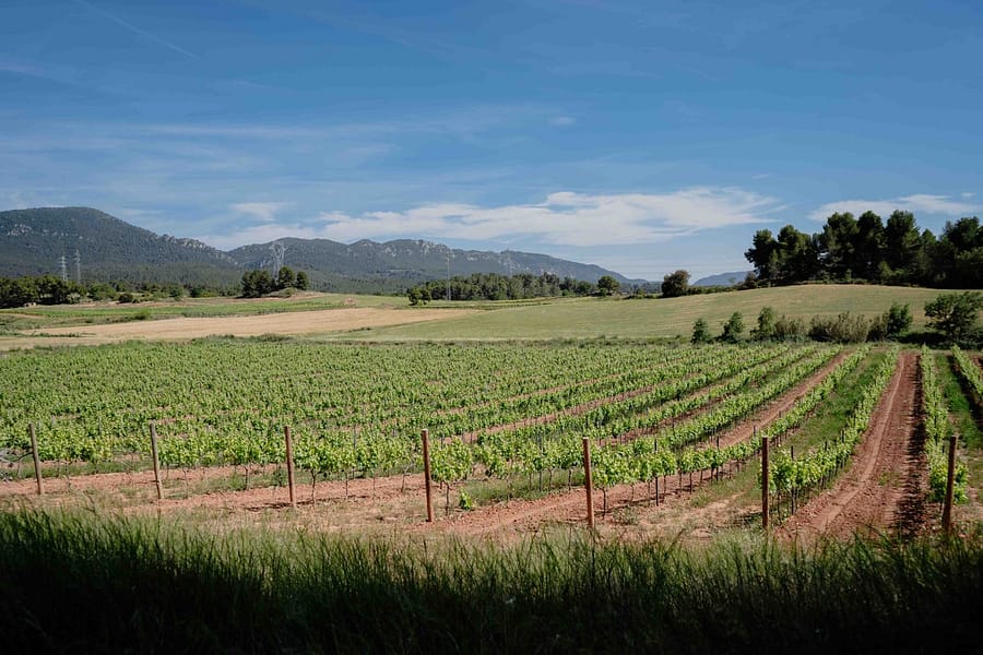 GABOR CELLER - 2024.05.29-24